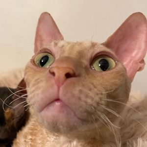 Meet your Posher, Joe